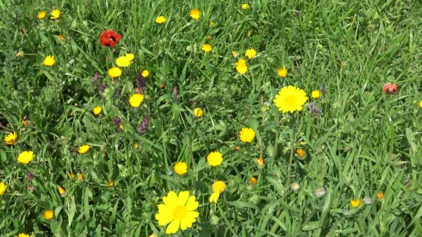 Spring Blooms Wild Flowers Countryside Lands Closeup — Stock Video