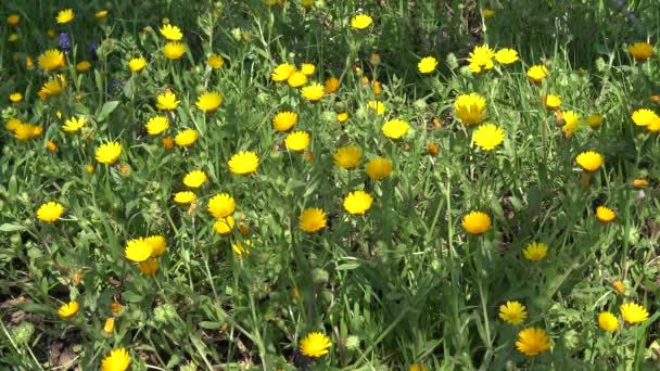 Voorjaar Bloeit Wilde Bloemen Het Platteland Landt — Stockvideo