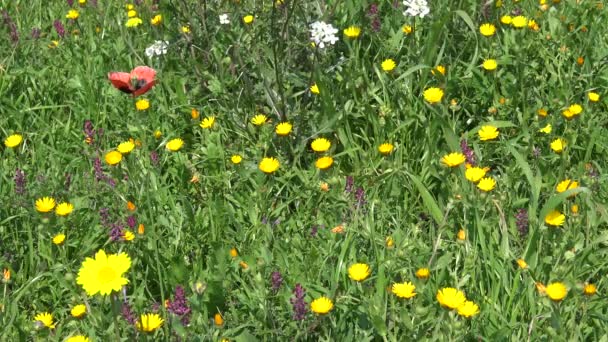 Ανθίσεις Άνοιξης Άγρια Λουλούδια Στην Εξοχή Εδάφη — Αρχείο Βίντεο