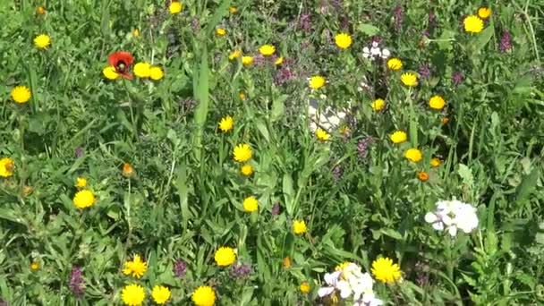 Primavera Floresce Flores Silvestres Nas Terras Rurais — Vídeo de Stock