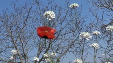 4 k bahar çiçek. Kır çiçekleri kırsal topraklarda. Portre.