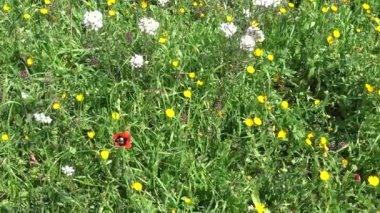 4 k bahar çiçek. Kır çiçekleri kırsal topraklarda.
