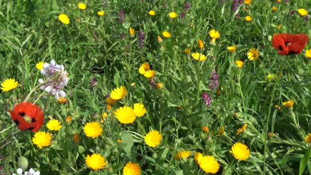 Le printemps 4K fleurit. Fleurs sauvages dans les terres rurales. Gros plan .