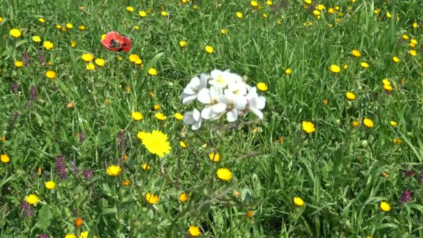 Printemps Fleurit Fleurs Sauvages Dans Les Terres Rurales Gros Plan — Video