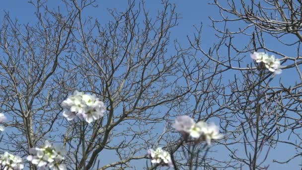 Florece Primavera Flores Silvestres Las Tierras Rurales Primer Plano — Vídeos de Stock