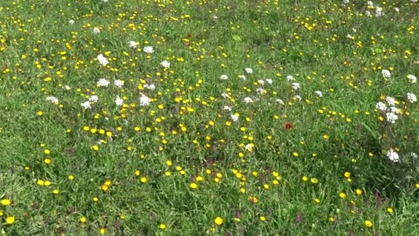 Florece Primavera Flores Silvestres Las Tierras Rurales — Vídeo de stock