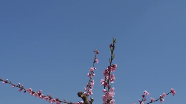 Florece Primavera Melocotonero Flor — Vídeos de Stock