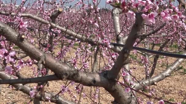 Весна Расцветает Персиковое Дерево Цвету — стоковое видео