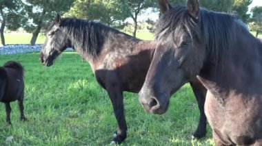 Murgese at. İçinde belgili tanımlık vahşi yirminci yüzyıldan beri eski çiftliklerinde yetiştirilmiş Murge (Puglia, İtalya), İtalyan at cinsi. Onun kökeni Tarih geri İspanyol egemenliği dönemi için.