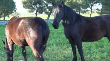 Murgese at. İçinde belgili tanımlık vahşi yirminci yüzyıldan beri eski çiftliklerinde yetiştirilmiş Murge (Puglia, İtalya), İtalyan at cinsi. Onun kökeni Tarih geri İspanyol egemenliği dönemi için.