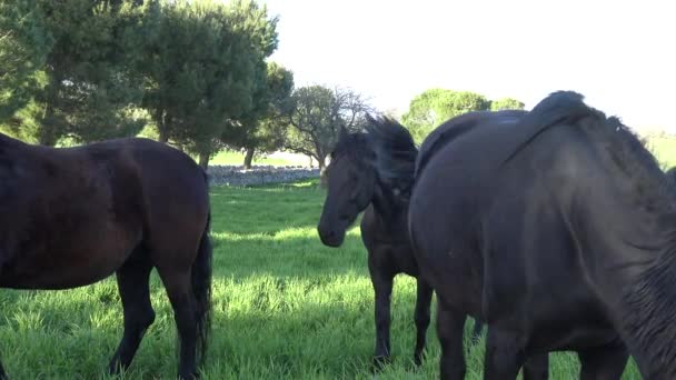 Murgese Horse Raça Equina Italiana Murge Puglia Itália Criada Natureza — Vídeo de Stock