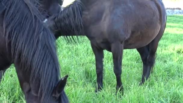 Murgese Murge プーリア イタリア のイタリアの馬品種は古いファームで 世紀以来野生で飼育 スペインの統治の時代にその起源の日付 — ストック動画