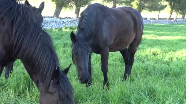 Murgese Murge プーリア イタリア のイタリアの馬品種は古いファームで 世紀以来野生で飼育 スペインの統治の時代にその起源の日付 — ストック動画