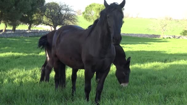 Murgese Paard Italiaanse Paarden Ras Van Murge Puglia Italië Het — Stockvideo