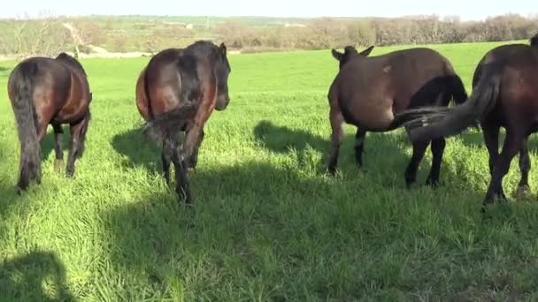 Murgese Horse Raça Equina Italiana Murge Puglia Itália Criada Natureza — Vídeo de Stock