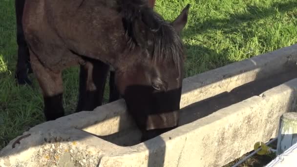 Murgese Konia Włoski Koni Rasy Murge Puglia Włochy Wyhodowany Naturze — Wideo stockowe