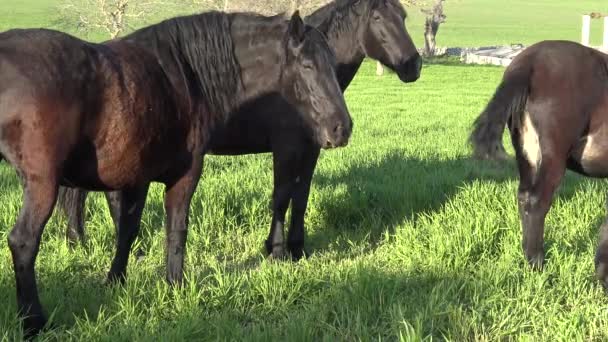 Murgese Horse Итальянская Лошадиная Порода Мурге Апулия Италия Разводится Дикой — стоковое видео