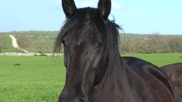 Murgese Horse Итальянская Лошадиная Порода Мурге Апулия Италия Разводится Дикой — стоковое видео