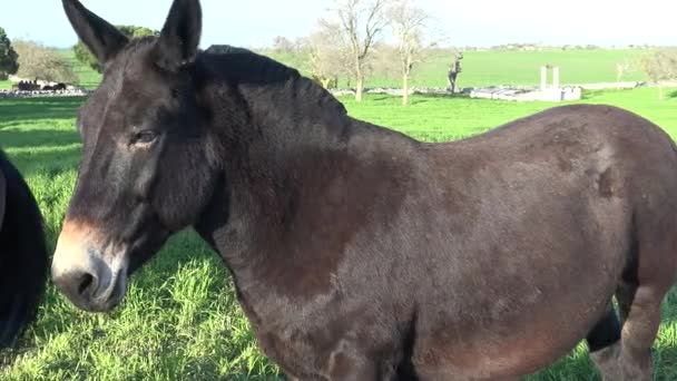 Murgese Horse Italian Equine Breed Murge Puglia Italy Bred Wild — Stock Video