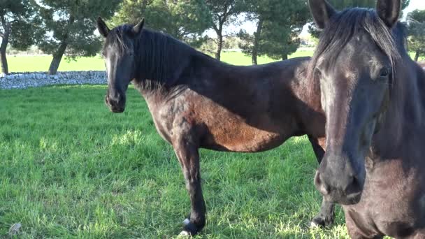 Murgese Horse Raça Equina Italiana Murge Puglia Itália Criada Natureza — Vídeo de Stock