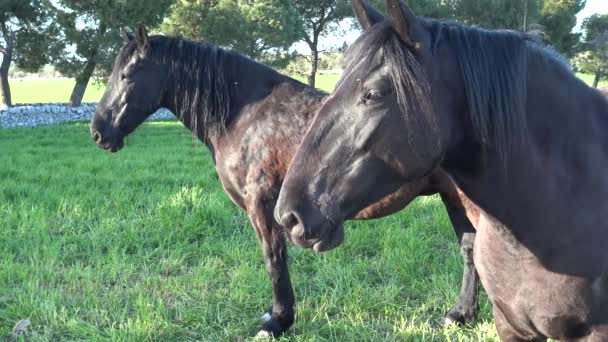 Murgese Horse Raça Equina Italiana Murge Puglia Itália Criada Natureza — Vídeo de Stock