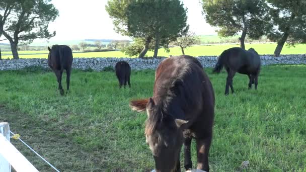 Cheval Mourgais Race Équine Italienne Murge Pouilles Italie Élevé Dans — Video