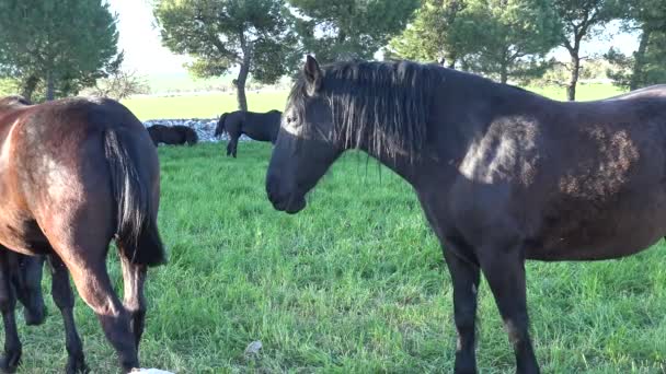 Murgese Paard Italiaanse Paarden Ras Van Murge Puglia Italië Het — Stockvideo