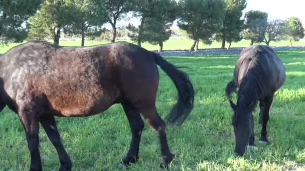 Murgese Horse Итальянская Лошадиная Порода Мурге Апулия Италия Разводится Дикой — стоковое видео