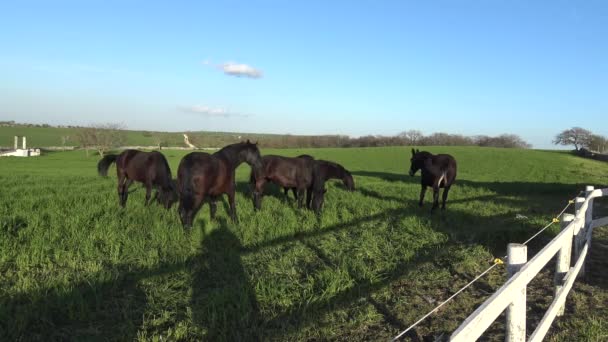 Murgese Paard Italiaanse Paarden Ras Van Murge Puglia Italië Het — Stockvideo