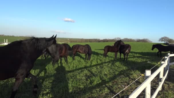 Murgese Horse Italian Equine Breed Murge Puglia Italy Bred Wild — Stock Video