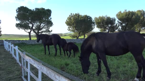 Murgese Horse Italienische Pferderasse Der Murge Apulien Italien Freier Wildbahn — Stockvideo