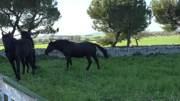 Murgese Horse Razza Equina Italiana Delle Murge Puglia Italia Allevata — Video Stock