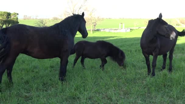 Murgese Horse Italian Equine Breed Murge Puglia Italy Bred Wild — Stock Video