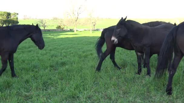 Cheval mourgais. Race équine italienne de la Murge (Pouilles, Italie), élevé dans la nature depuis le XXe siècle dans les anciennes fermes. Ses origines remontent à l'époque de la domination espagnole. clip 5 de 8 