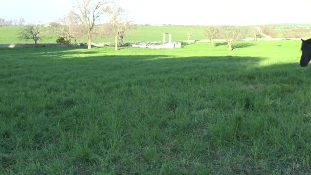 Cheval Mourgais Race Équine Italienne Murge Pouilles Italie Élevé Dans — Video