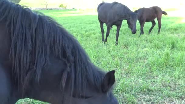 Cheval mourgais. Race équine italienne de la Murge (Pouilles, Italie), élevé dans la nature depuis le XXe siècle dans les anciennes fermes. Ses origines remontent à l'époque de la domination espagnole. clip 6 de 8 
