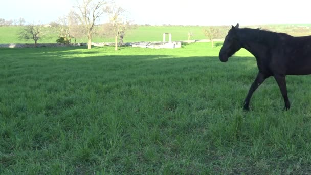 Cheval mourgais. Race équine italienne de la Murge (Pouilles, Italie), élevé dans la nature depuis le XXe siècle dans les anciennes fermes. Ses origines remontent à l'époque de la domination espagnole. clip 8 de 8 