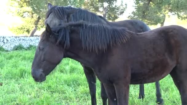 Murgese Murge プーリア イタリア のイタリアの馬品種は古いファームで 世紀以来野生で飼育 スペインの統治の時代にその起源の日付 — ストック動画