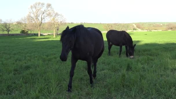 Cheval Mourgais Race Équine Italienne Murge Pouilles Italie Élevé Dans — Video