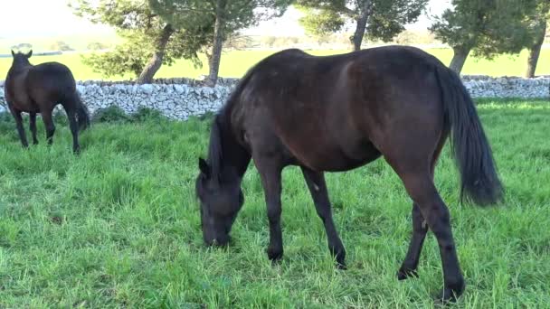Cheval mourgais. Race équine italienne de la Murge (Pouilles, Italie), élevé dans la nature depuis le XXe siècle dans les anciennes fermes. Ses origines remontent à l'époque de la domination espagnole .