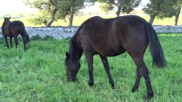 Murgese Häst Italienska Equine Rasen Murge Puglia Italien Uppvuxna Naturen — Stockvideo