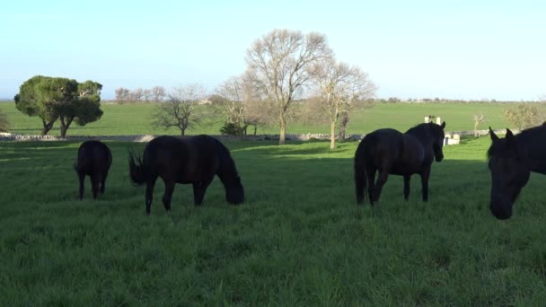 Cheval Mourgais Race Équine Italienne Murge Pouilles Italie Élevé Dans — Video