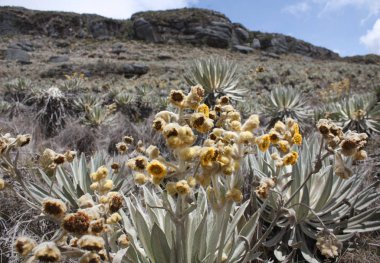 Frailejon 'un çiçeğine (Flor de frailejon) yakın mesafededir. Bogot, Kolombiya yakınlarındaki Sumapaz Paramo 'dan salgın hastalık. Arkaplanda Rock Hills ve Frailejones. 