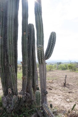 Tatacoa Çölü, Huila, Kolombiya 'da Güneşli Gün' de Yüksek Dikenli Kaktüs