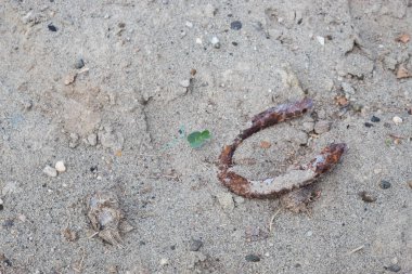 Beyaz kumdaki paslı at nalına yakın yeşil yoncalı ve küçük taşlı Tatacoa Çölü, Huila, Kolombiya