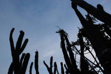 Huila, Kolombiya 'daki Tatacoa Çölü' nde Kabartılmış Hilal Ay ile Omurgalı Kaktüs.