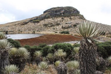 Bogot yakınlarındaki Sumapaz Paramo manzarası. Kolombiya 'da 