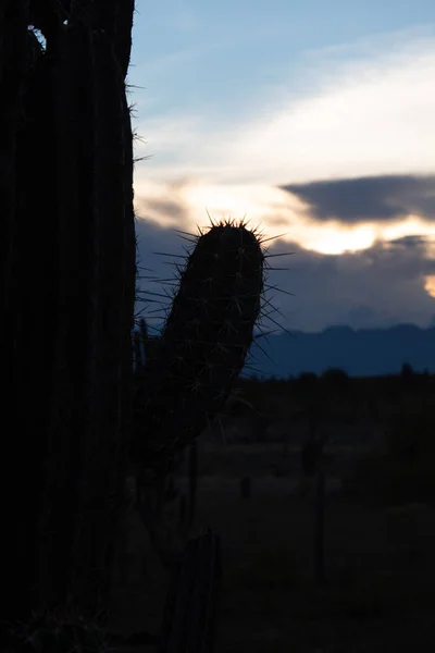 Cerrado Cactus Espinoso Oscuro Atardecer Desierto Tatacoa Huila Colombia —  Fotos de Stock