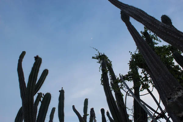 Cactus Alta Espina Con Luna Creciente Desierto Tatacoa Huila Colombia — Foto de Stock