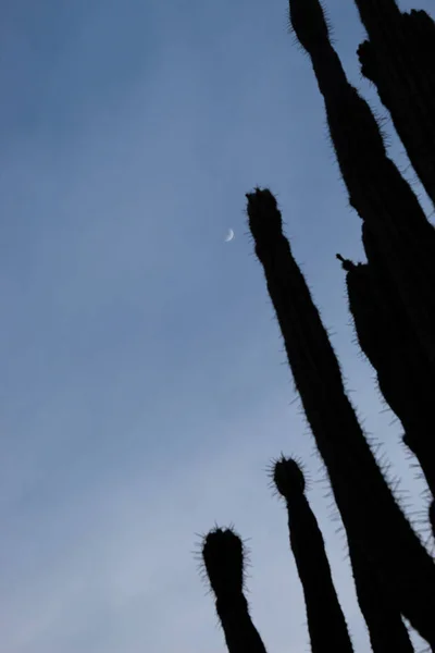 Silhouette Spined Cactus Wixed Crescent Moon Nel Deserto Tatacoa Huila — Foto Stock